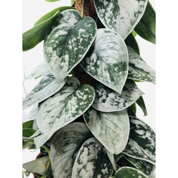 Scindapsus Pictus Silver Ann piramida